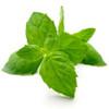 Peppermint (Mentha piperita) Essential Oil