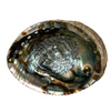 Abalone Shell - 6-7" - Sustainably Harvested