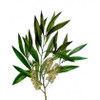 Tea Tree (Melaleuca alternifolia)  Essential Oil