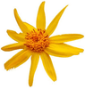 Arnica (Arnica montana) Oil 
