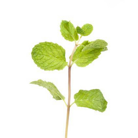 Patchouli (Pogostemon cablin) Essential Oil