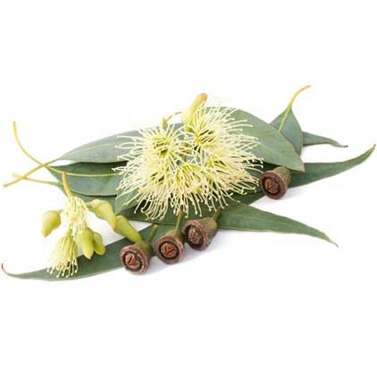 Eucalyptus, (Eucalyptus globulus)  Essential Oil