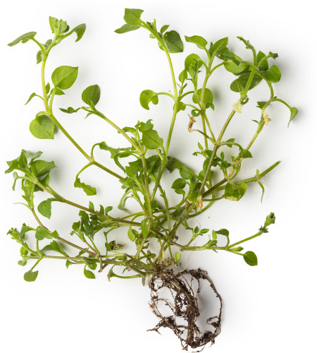Chickweed (Stellaria media) Macerated Herbal Oil