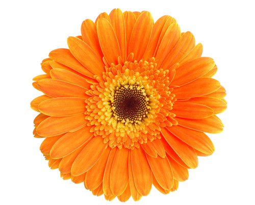 Calendula (Calendula officinalis) Macerated Herbal Oil