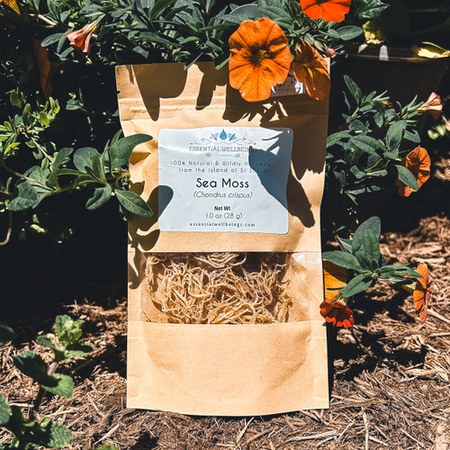 Sea Moss  (Eucheuma cottoni), Wild Harvested