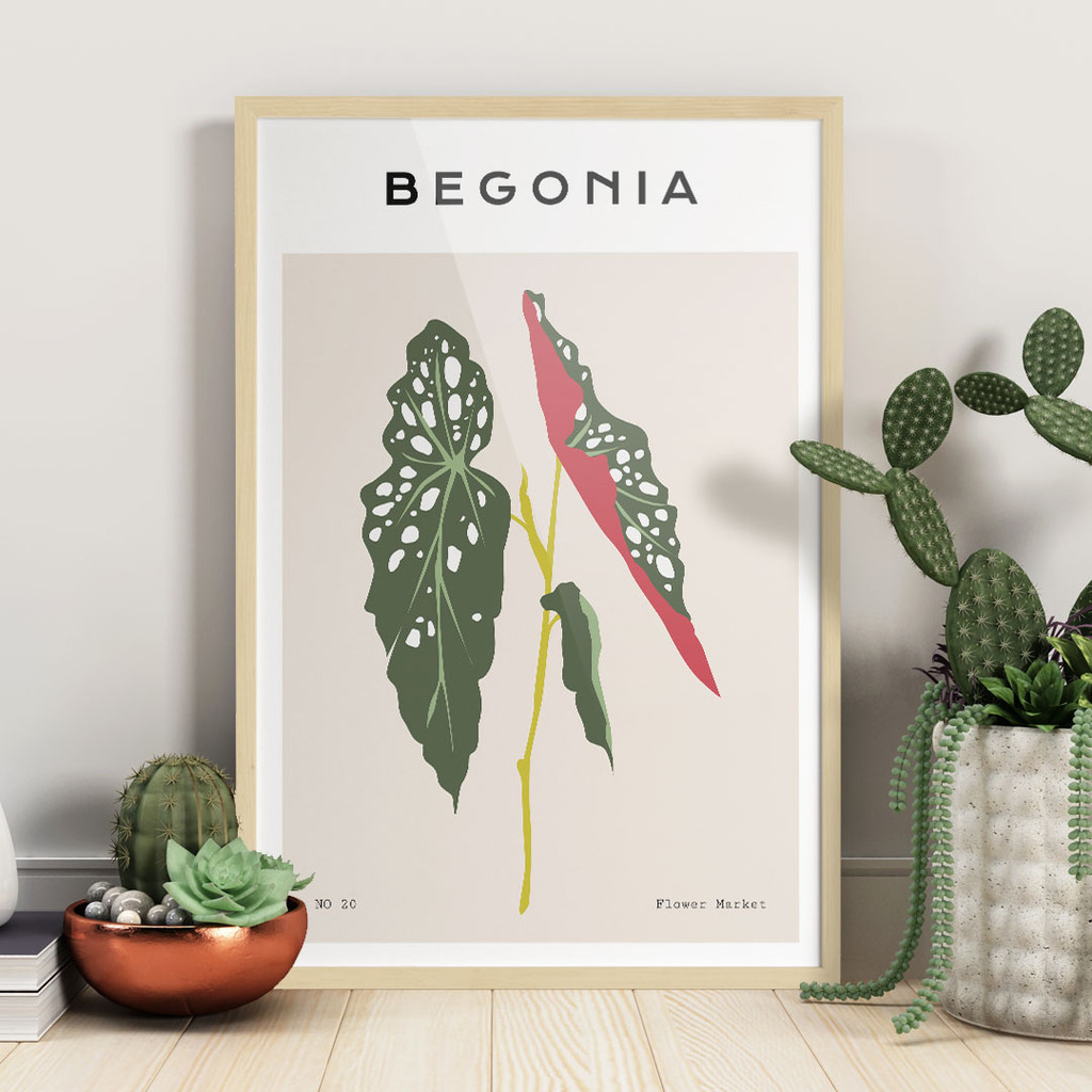 Flower Market, Begonia No. 20