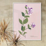 Botanical Drawing Collection No. 25