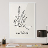 Line Art, Lavender No. 15