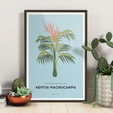 Botanique Collection, Kentia Macrocarpa No. 17