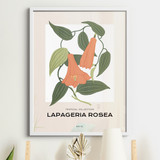 Tropical Collection, Lapageria Rosea No. 01
