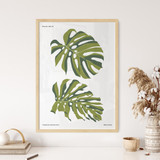 Topical Collection, Monstera No. 14