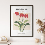 Tropical Collection, Masdevallia Ignea