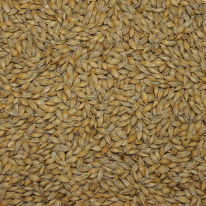 Seed Barley 25 Kg