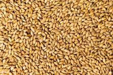 Whole Barley - 20kg