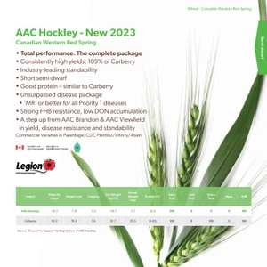 Wheat AAC Hockley Seed 25 Kg