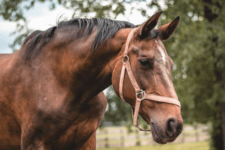Winter Equine Care