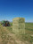 Round Hay Bales 700 lb Timothy GrassMix