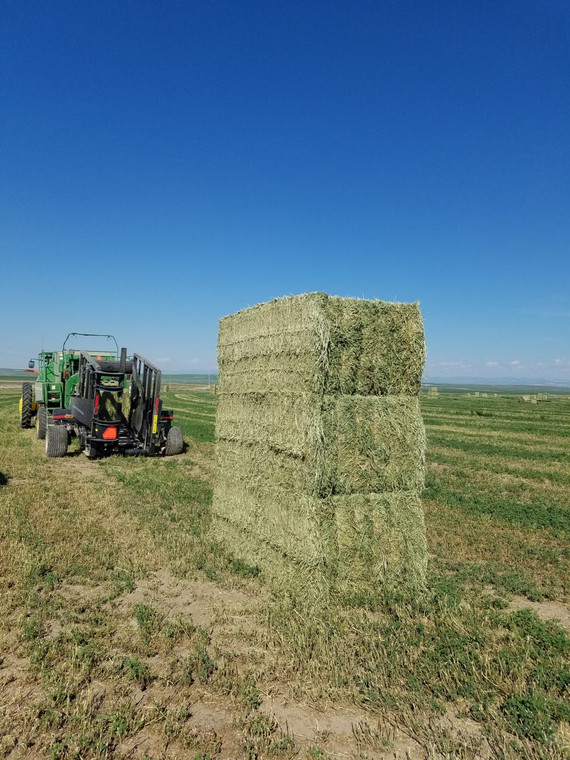 Round Hay Bales 700 lb Timothy GrassMix