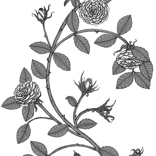 Elva Rose Wallcovering by Merenda Wallpaper