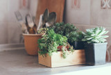 5 Awesome Houseplants to Give as a Gift