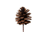 Bulk Pine Cone Picks (144pk)