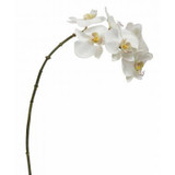 22in Orchid Phalaenopsis - White