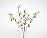 28in Dogwood Bush - White