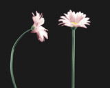 Gerbera Sleeves - Green (Pack of 250)