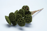 Moss Coated Lotus Pod on Stem (6pk)