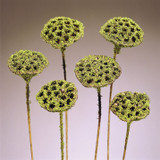 Moss Coated Lotus Pod on Stem (6pk)