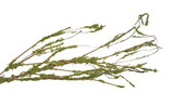 Moss Coated Birch Branch (3pk)