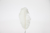 17in Feather Ostrich Drab - White