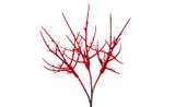 15in Glitter Blackthorn Branch - Red (6pk)