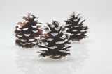 2in Bulk Pine Cones - White Tip (144pk)