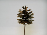 2.5in Bulk Pine Cone Pick - White Tip (144pk)