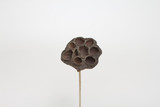 Small Lotus Pod on 18in Stem (12pk)