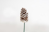 4in Loblolly Pine Cone Pick - White Tip (50pk)