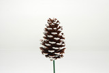 6in Slash Pine Cone Pick - White Tip (50pk)