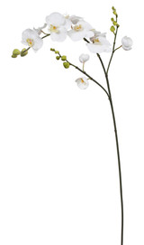43in Phalaenopsis Spray - White