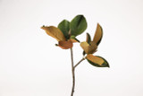 25in Magnolia Leaf