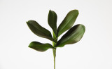 13in Phalaenopsis Leaf
