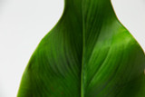 33.5in Calla Leaf