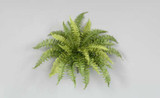 24in Boston Fern Bush