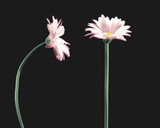 Gerbera Sleeves - Clear (Pack of 250)