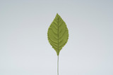 Small Corsage Leaves (100pk)
