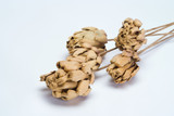 Dried Chico Choke - Natural (5pk)