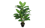3ft Dieffenbachia Tree