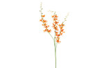 37in Chinese Cymbidium Spray - Orange
