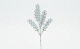 10in Matte Berry Spray x5 (Pack of 12) - Silver