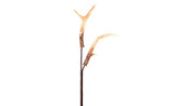 24in Antler Spray